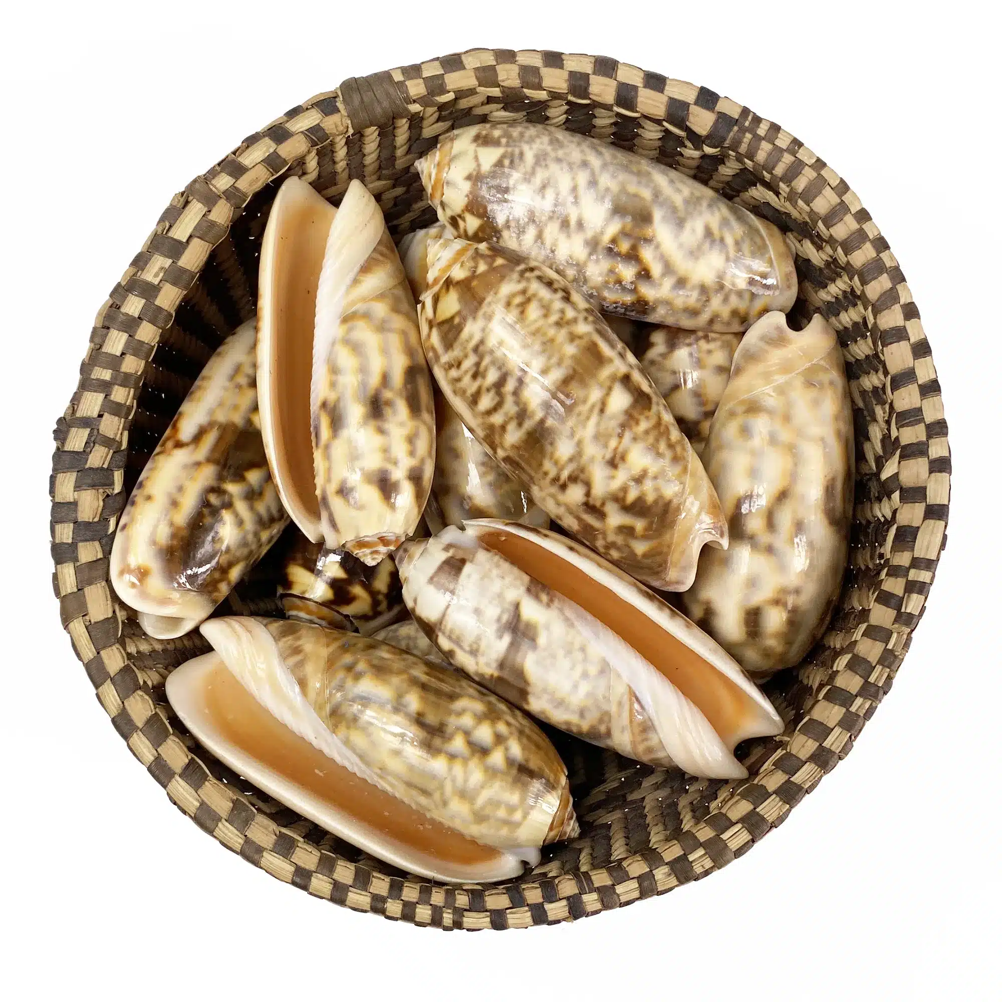 Cream Olive shells