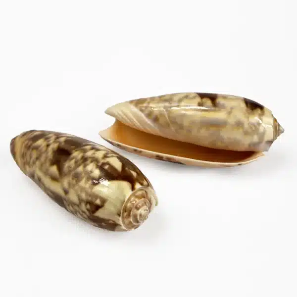 Cream Olive shells