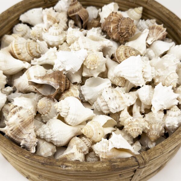 Melongena Bulk Shells