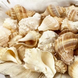 Melongena Conch bulk shells
