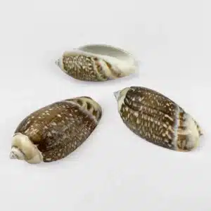 Gibbosa Olive Shells