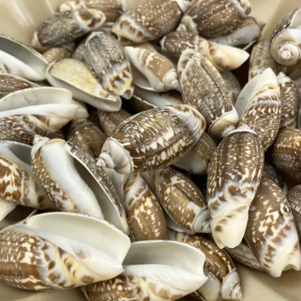 Gibbosa Olive Shells