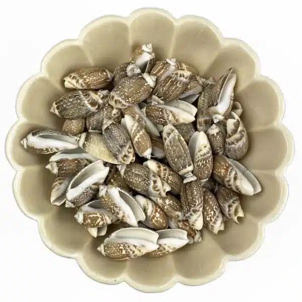 Gibbosa Olive Shells