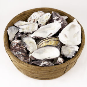 Oyster Halves Ivory White