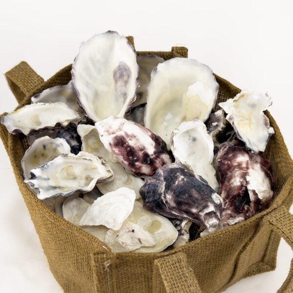 Oyster Halves Ivory White