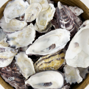 Oyster Halves Ivory White