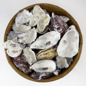 Oyster Halves Ivory White