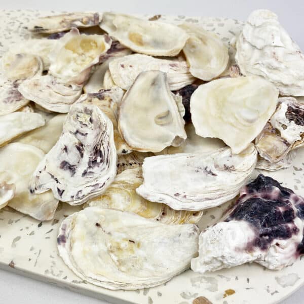 Oyster Halves Ivory White