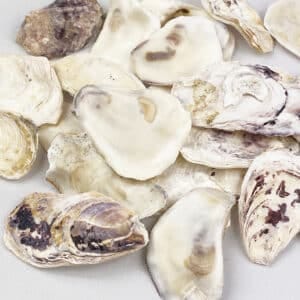 Oyster Halves Ivory White