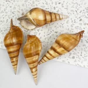 Tibia Curta Spindle Shell