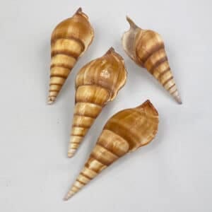 Tibia Curta Spindle Shell