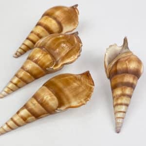 Tibia Curta Spindle Shell