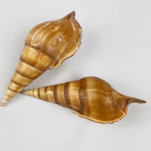 Tibia Curta Spindle Shell