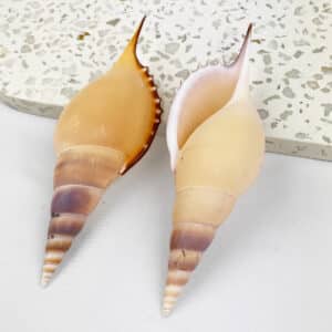 Tibia Martini Spindle Shell