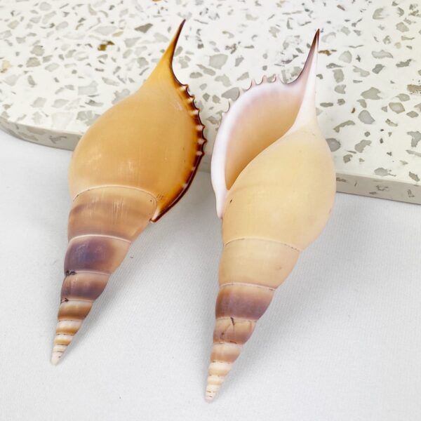 Tibia Martini Spindle Shell