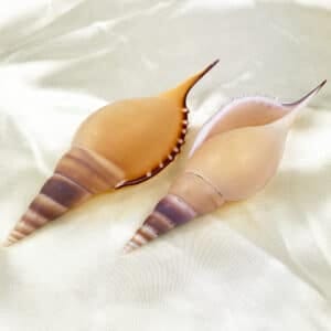 Tibia Martini Spindle Shell