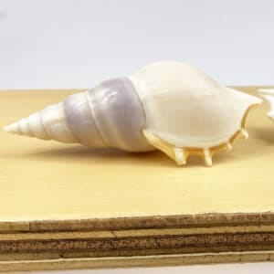Tibia Deliculata Spindle Shell