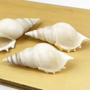 Tibia Deliculata Spindle Shell