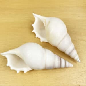 Tibia Deliculata Spindle Shell