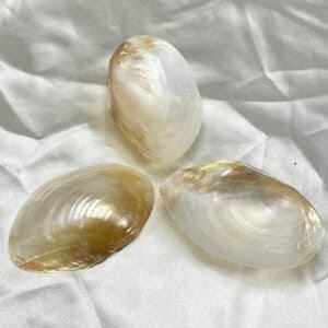 Macabebe Pale Gold Mussell shell