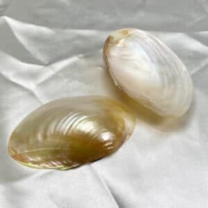 Macabebe Pale Gold Mussell shell