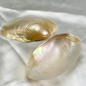 Macabebe Pale Gold Mussell shell