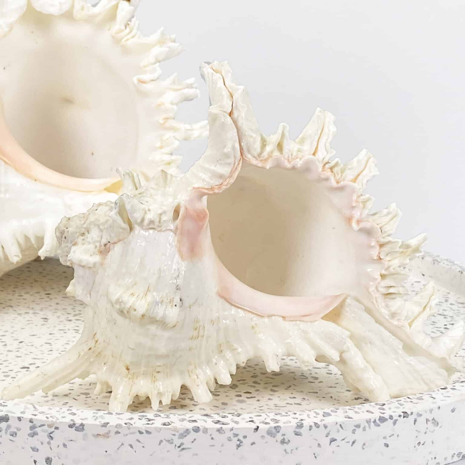 Ocean Sound Shells - Simply Shells