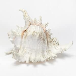 Murex Ramosa