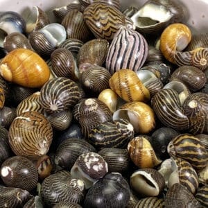 Neritas Communis shells