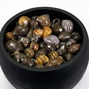 Neritas Communis shells