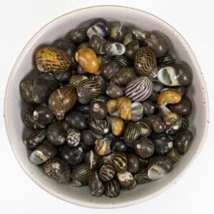 Neritas Communis shells