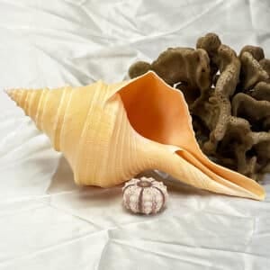 Syrinx Aruanus Cream and Yellow shell