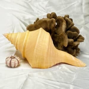 Syrinx Aruanus Cream and Yellow shell