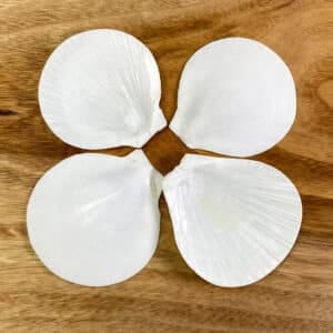 White Sun and Moon Scallop shells