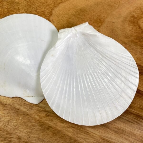 White Sun and Moon Scallop shells