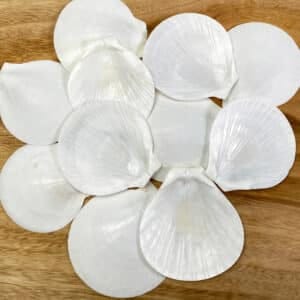 White Sun and Moon Scallop shells
