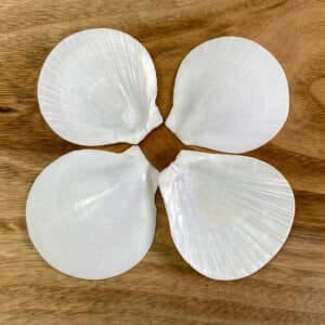 White Sun and Moon Scallop shells