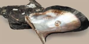 Pearl Brownlip shell