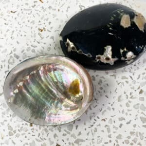 Haliotis Cratcheroidi Abalone Shell