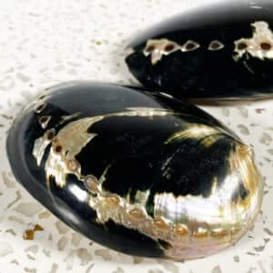 Haliotis Cratcheroidi Abalone Shell