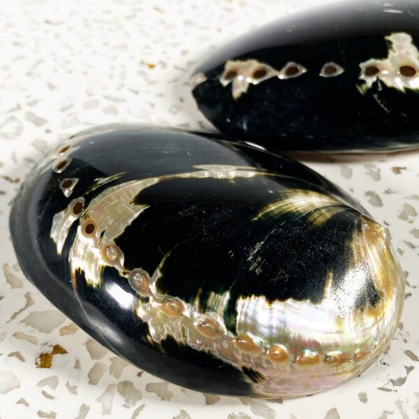Haliotis Cratcheroidi Abalone Shell
