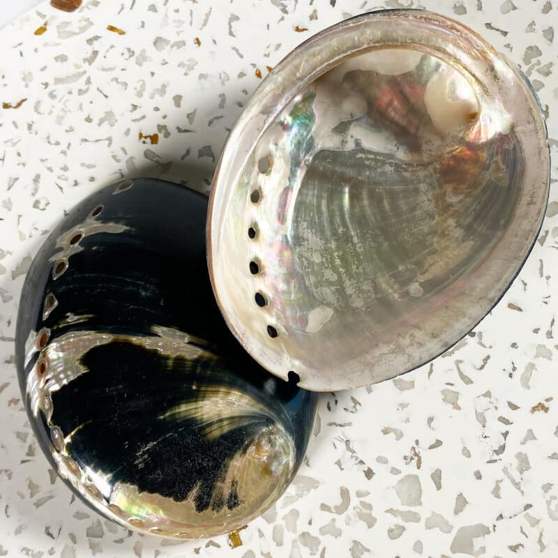 Haliotis Cratcheroidi Abalone Shell