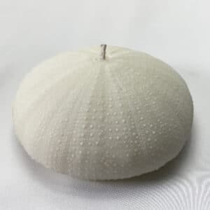 Alphonso Sea Urchin candle