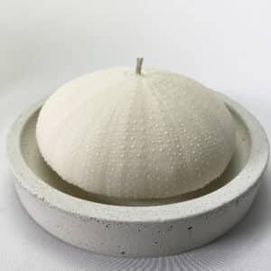 Alphonso Sea Urchin candle