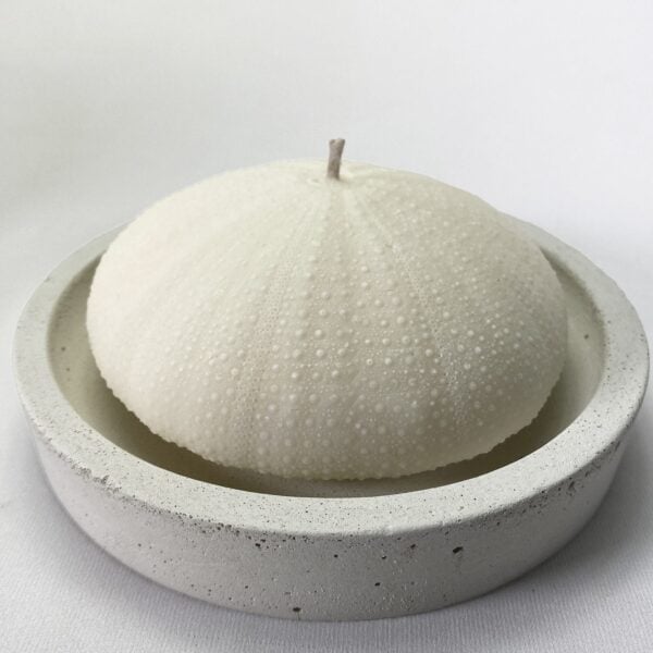 Alphonso Sea Urchin candle