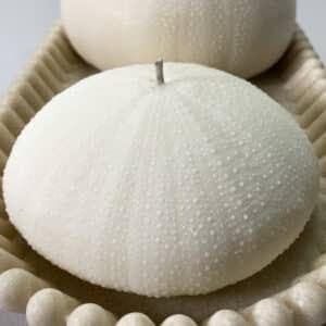 Alphonso Sea Urchin candle