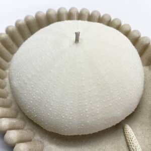 Alphonso Sea Urchin candle