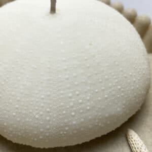Alphonso Sea Urchin candle