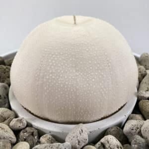 Giant Sea Urchin Candle