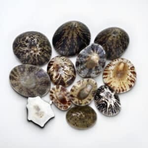 Natural Black Limpets